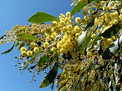 Golden wattle, the floral emblem of Australia since 1988