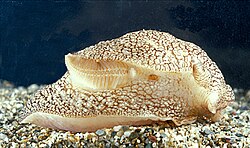 A sea slug, Pleurobranchaea meckelii: The gill (or ctenidium) is visible in this view of the right-hand side of the animal.