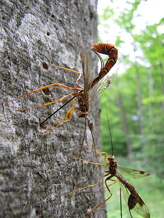 Megarhyssa macrurus (Ichneumonidae), a parasitoid, ovipositing into its host through the wood of a tree. The body of a female is c. 2 inches (50 mm) long, with an ovipositor c. 4 inches (100 mm) long.