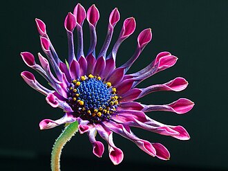 Osteospermum 'Pink Whirls' A cultivar selected for its brightly coloured flowers with unusual fluted petal structure