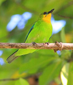 The yellow-throated leafbird is endemic to Palawan in the Philippines
