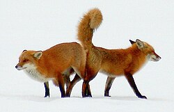 Red foxes mating