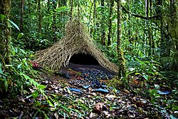 Vogelkop bowerbird bower