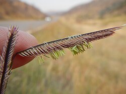 The comb-like spike in bloom in August, with white stigmas sticking out of the top and yellow anthers hanging below