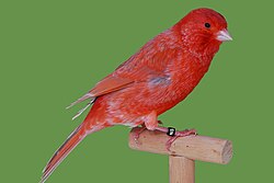 A colour-bred canary ('Red Isabel')