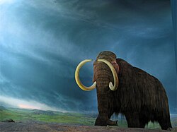 The woolly mammoth became extinct around 10,000 BCE – except for diminutive relict populations on St. Paul Island and Wrangel Island, which humans did not colonise until 3,600 BCE and 2,000 BCE respectively