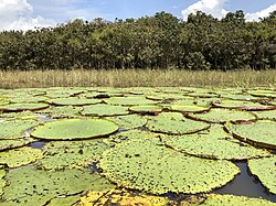 Victoria amazonica in its natural habitat near Manaus, Brazil
