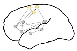 Proposed organization of motor-semantic neural circuits for action language comprehension. Adapted from Shebani et al. (2013).