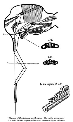 Hemipteran mouthparts are distinctive, with mandibles and maxillae modified to form a piercing "stylet" sheathed within a modified labium.