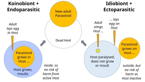 Two strategies found among parasitoidal wasps: Ectoparasites are usually idiobiont, endoparasites koinobiont.