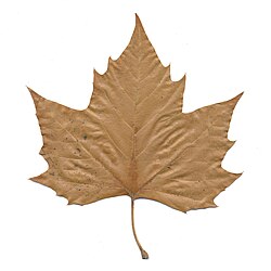 A leaf shed in autumn