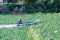 Water hyacinth on a canal in Tien Giang province, Vietnam.