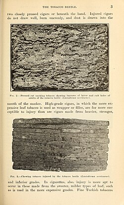 Illustration with photographs of tobacco leaves infested by Lasioderma serricorne (tobacco beetles), from Runner, G. A., The tobacco beetle (1919), Bulletin of the U.S. Department of Agriculture, Biodiversity Heritage Library