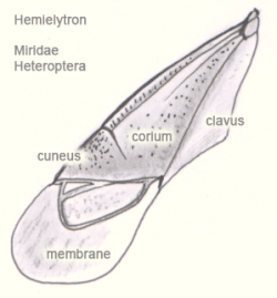 Wing of a species of Miridae, showing cuneus