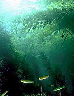 Kelp forests are among the most productive ecosystems on the planet.