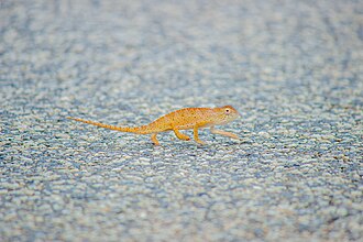 Chameleon in Ghana