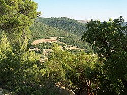 A forest in Ajloun, northern Jordan. Forests make less than 2% of Jordan, making it among the world's least forested countries.