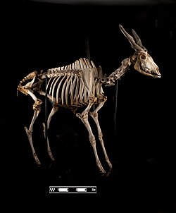 Skeleton