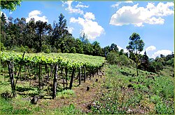 A vineyard in the rural area