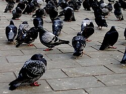 Feral pigeons, Columba livia domestica, can become very numerous in cities.