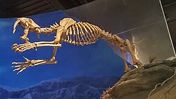 S. fatalis skeleton mounted in leaping posture, Royal Tyrrell Museum