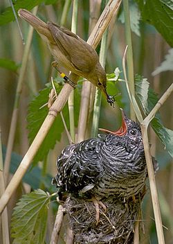 A reed warbler raising the chick of a common cuckoo; the term "cuckold" is derived from the cuckoo's tendency to lay eggs in the nests of other birds.