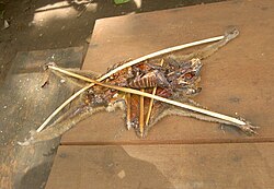 Sometimes traditional medicines include parts of endangered species, such as the slow loris in Southeast Asia.