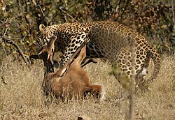 Predator and prey: a leopard killing a bushbuck