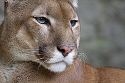 Mountain lions live throughout the western U.S.