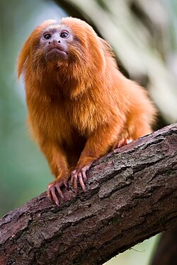 The golden lion tamarin is endemic to Brazil and one of the endangered species saved from extinction there.