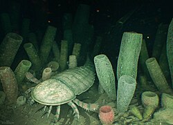 The Anji Biota (Wenchang Formation, Zhejiang Province, China) preserves abundant and diverse glass sponges and graptolites as well as rare examples of other marine animals (such as the eurypterid Archopterus) living at a depth of several hundred metres. It is dated to just after the Hirnantian mass extinction at the end of the Ordovician period.[96]