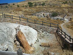Petrified forest of Lesbos