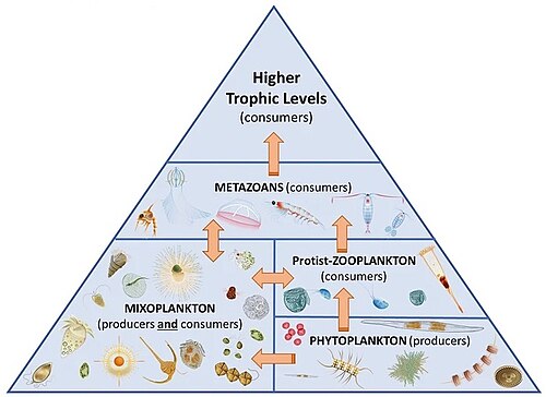 Marine food web: Mixoplankton paradigm[409]