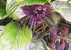 Tropical flowers like Tacca chantrieri are bat-pollinated.