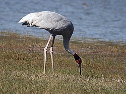 Foraging in marshland (Bharatpur)
