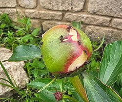 Ants on a bud