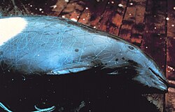 A Dall's porpoise caught in a fishing net