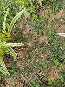 Tumuli from mining bee nests
