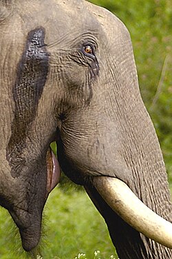 Indian elephant bull in musth