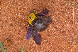 A dead carpenter bee