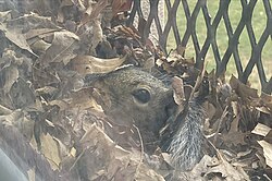 A gray squirrel in a drey located in a window.
