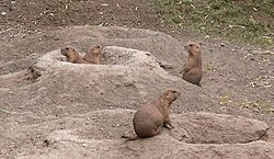 Brown rodents among piles of dirt