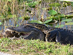 American alligator (Alligator mississippiensis) combatting a Burmese python (Python bivittatus) in Florida