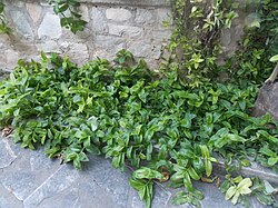 Tradescantia plants are widely used for ground cover in gardens