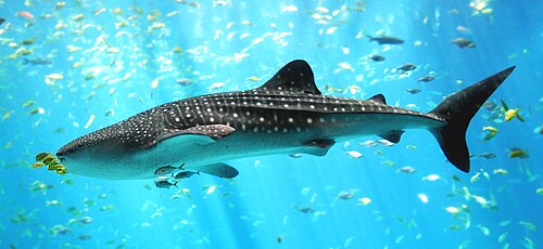Photograph of a whale shark, the largest known species of fish[136]