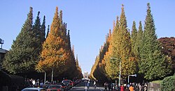 The Ginkgo tree (Ginkgo biloba) is listed as 'endangered' by the IUCN.