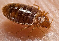 Bed bug nymph, Cimex lectularius, engorged with human blood