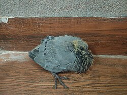 A pigeon fledgling on a tiled floor