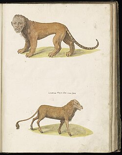 A manticore and a crocotta. Prepared for Felix Platter's Historiae animalium (1551–1558).