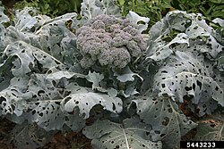 Pieris rapae caterpillar damage to a broccoli (Brassicaceae)